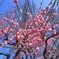 photo_2458883