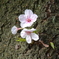 四天王寺の桜