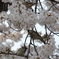 四天王寺の桜