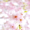 桜色の記憶