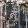 旧日立航空機立川工場変電所の桜