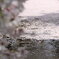 散る桜