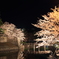 夜桜04