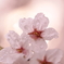 桜光
