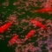 ++春夢++