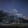 星見桜