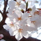 透桜