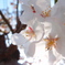 透桜