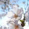 透桜