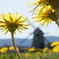 dandelion*