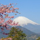 まつだ桜まつり