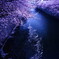 散る桜