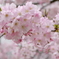 250405-思川桜1