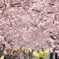 250405-思川桜2
