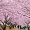 250405-思川桜3