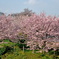 250405-思川桜4