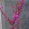 IMGP1136p