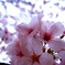 桜涙