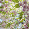 北海道の八重桜