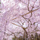 桜満開！！