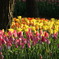 チュウリップ