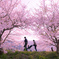 D#5 桜散歩