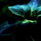 like a peacock 1