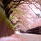 葉桜の回廊