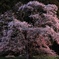 エドヒガン桜
