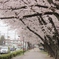 町中の桜並木