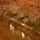 雨の桜道