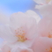 儚さの中に