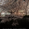 目黒川の夜桜