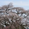 又兵衛桜