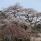 又兵衛桜