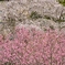 又兵衛桜