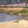 背割堤の桜