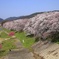 背割堤の桜