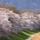 背割堤の桜