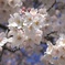 背割堤の桜
