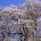 背割堤の桜