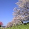 背割堤の桜