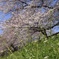 背割堤の桜