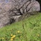背割堤の桜