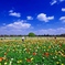 Iceland poppy field