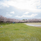 石ヶ谷公園の桜２