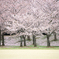 石ヶ谷公園の桜３