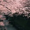 春の天井