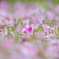 桜絨毯