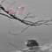 桜と鴨